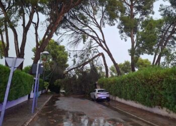 El temporal obliga a actuar de urgencia a Paterna por caída de arbolado y desprendimientos