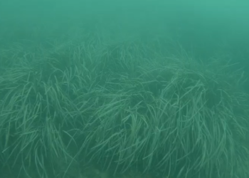 Cullera descubre una pradera de posidonia oceánica frente a su costa