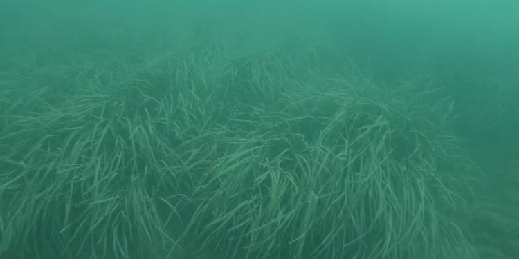 Cullera descubre una pradera de posidonia oceánica frente a su costa 1 Cullera descubre una pradera de posidonia oceánica frente a su costa