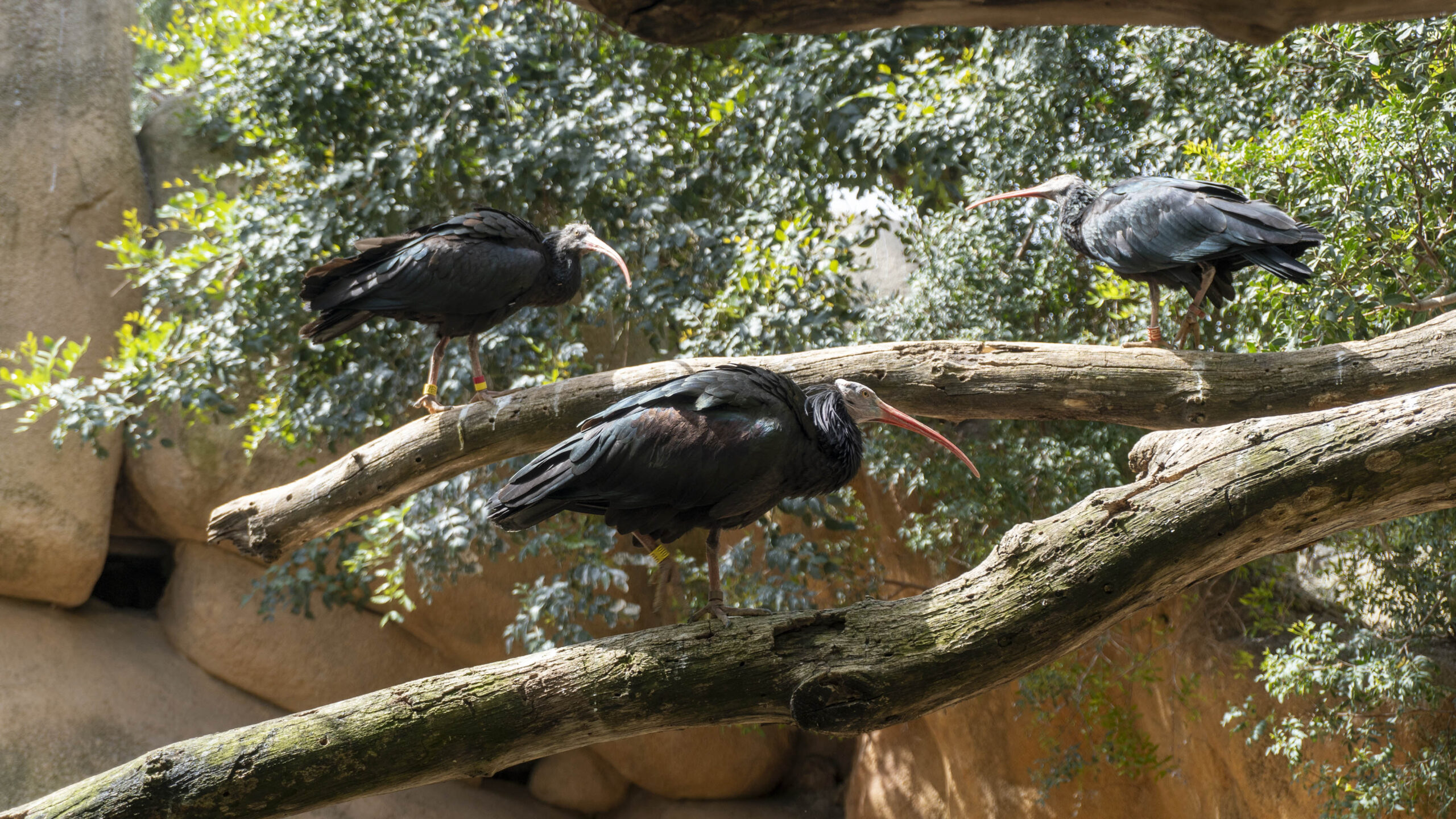 Una travesía ultraligera cruzará Europa para devolver el ibis eremita a los cielos de la Península 3 2026 Ibis eremita en BIOPARC Valencia aviario scaled