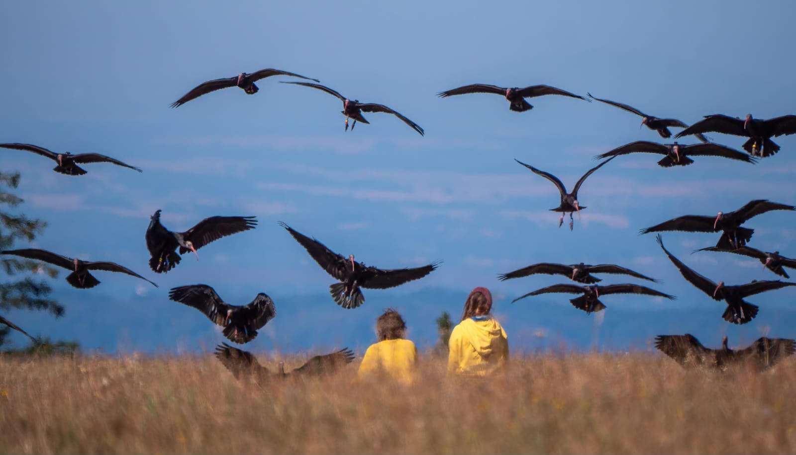 Una travesía ultraligera cruzará Europa para devolver el ibis eremita a los cielos de la Península 4 HLM26 7