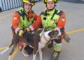 Los bomberos rescatan a un perro atrapado en un muro divisorio en Beniparrell 10 Los bomberos rescatan a un perro atrapado en un muro divisorio en Beniparrell