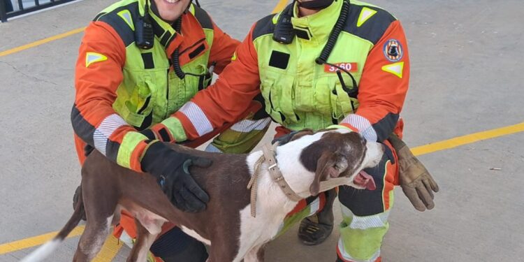 Los bomberos rescatan a un perro atrapado en un muro divisorio en Beniparrell