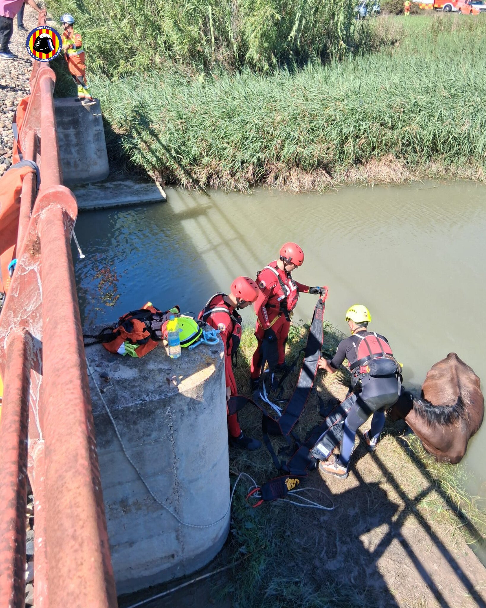 Los bomberos rescatan a un caballo atrapado en el lago de l'Estany de Cullera 2 HSFoaPBa0AAsno5