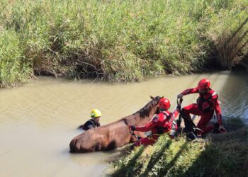 Los bomberos rescatan a un caballo atrapado en el lago de l'Estany de Cullera