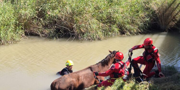 Los bomberos rescatan a un caballo atrapado en el lago de l'Estany de Cullera 1 Los bomberos rescatan a un caballo atrapado en el lago de l'Estany de Cullera