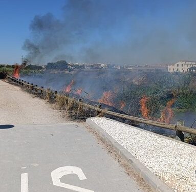 Un voraz incendio de cañas moviliza a los bomberos y corta el tráfico entre Alboraya y Almàssera 1 Un voraz incendio de cañas moviliza a los bomberos y corta el tráfico entre Alboraya y Almàssera