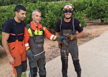 Los bomberos rescatan a una gineta atrapada en un estanque de riego en Benimodo