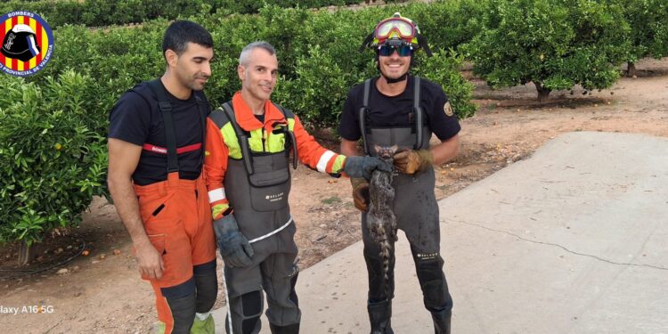 Los bomberos rescatan a una gineta atrapada en un estanque de riego en Benimodo