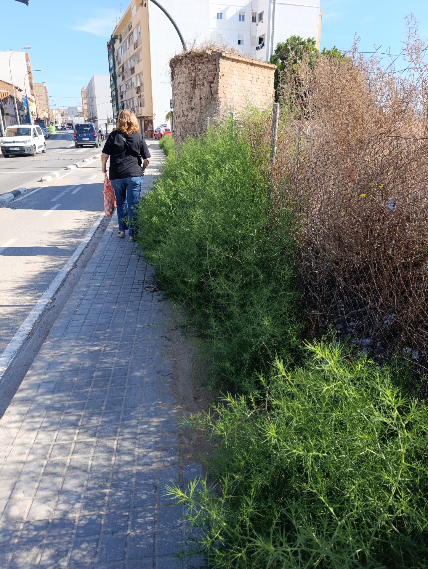 El abandono de las huertas históricas y el muro de San Miguel de los Reyes evidencia el incumplimiento legal del Ayuntamiento de Valencia y la Generalitat pese a su protección BIC 3 El abandono de las huertas históricas y el muro de San Miguel de los Reyes evidencia el incumplimiento legal del Ayuntamiento de Valencia y la Generalitat pese a su protección BIC