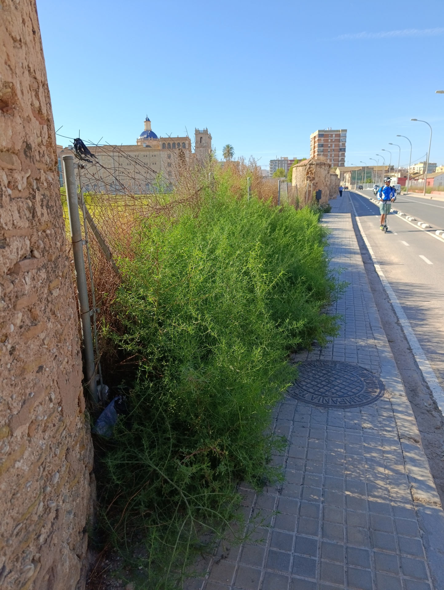 El abandono de las huertas históricas y el muro de San Miguel de los Reyes evidencia el incumplimiento legal del Ayuntamiento de Valencia y la Generalitat pese a su protección BIC 2 IMG 20260922 105727 Copia de NXPowerLite