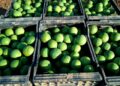 Naranjas verdes