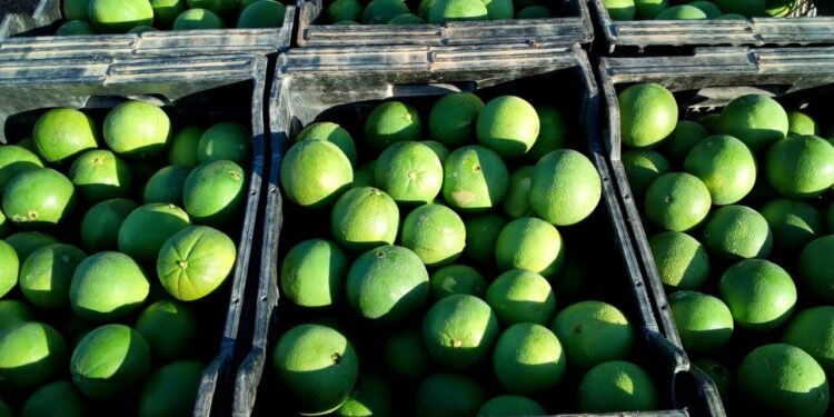 Naranjas de Sudáfrica frente a cítricos valencianos: ¿qué está pidiendo la Generalitat y por qué? 1 Naranjas verdes