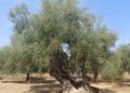 LA UNIÓ advierte de que la caída del precio del aceite amenaza la rentabilidad del olivar valenciano antes de la recolección 10 LA UNIÓ advierte de que la caída del precio del aceite amenaza la rentabilidad del olivar valenciano antes de la recolección