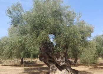 LA UNIÓ advierte de que la caída del precio del aceite amenaza la rentabilidad del olivar valenciano antes de la recolección 14 LA UNIÓ advierte de que la caída del precio del aceite amenaza la rentabilidad del olivar valenciano antes de la recolección