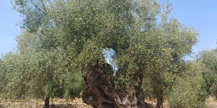 LA UNIÓ advierte de que la caída del precio del aceite amenaza la rentabilidad del olivar valenciano antes de la recolección 1 LA UNIÓ advierte de que la caída del precio del aceite amenaza la rentabilidad del olivar valenciano antes de la recolección