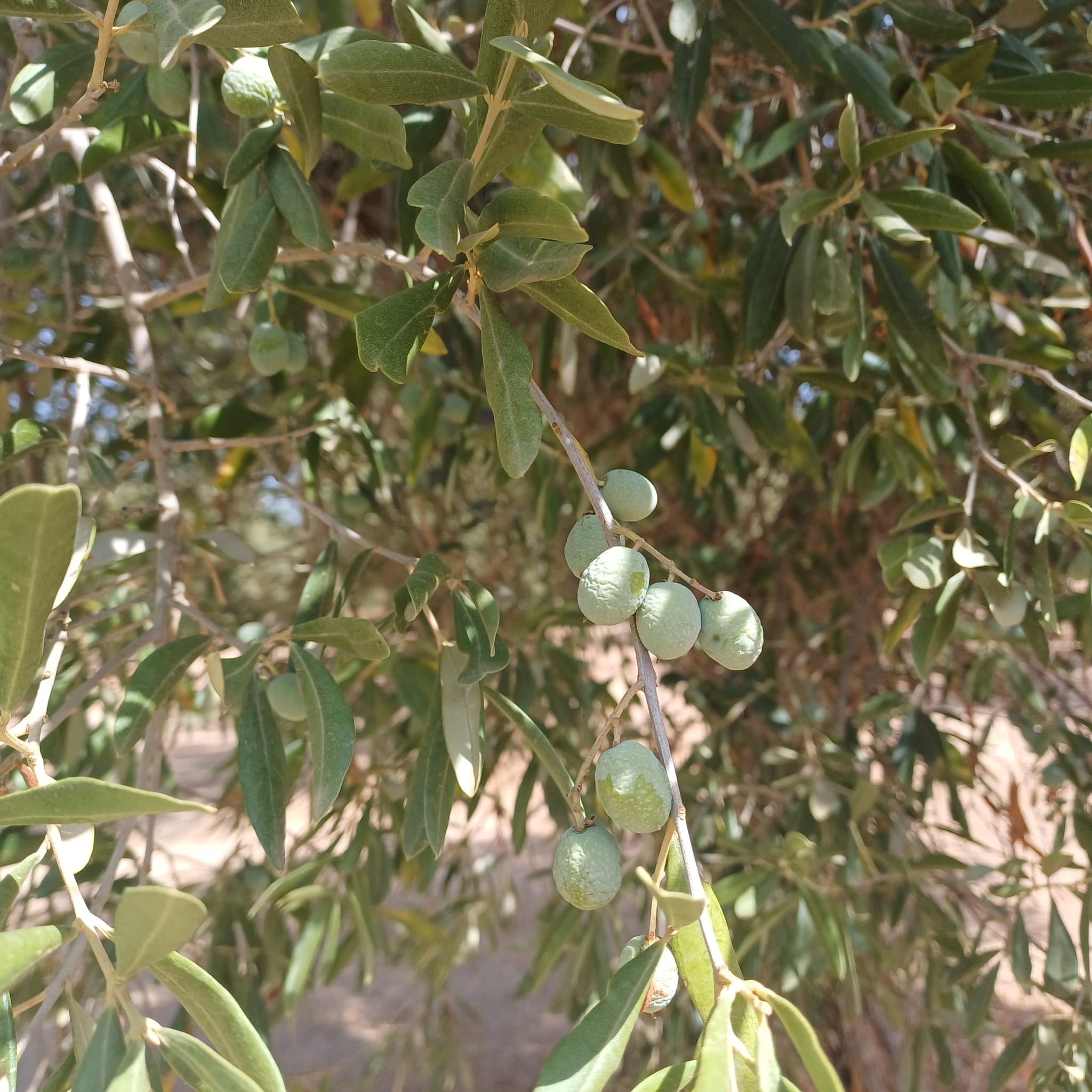 LA UNIÓ advierte de que la caída del precio del aceite amenaza la rentabilidad del olivar valenciano antes de la recolección 2 Oliveres 2