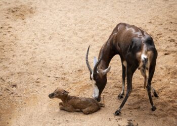 Nace un blesbok en BIOPARC Valencia ante la emoción de decenas de visitantes