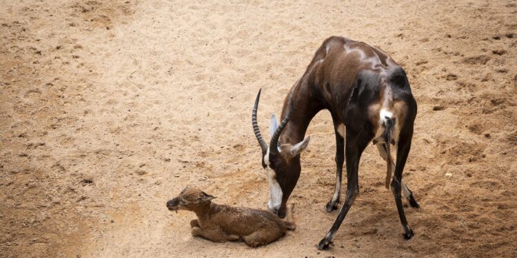 Nace un blesbok en BIOPARC Valencia ante la emoción de decenas de visitantes