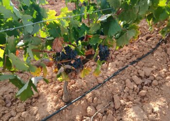 La Unió alerta de la pérdida de más de 5.000 hectáreas de viñedo en la CV y pide ayudas directas para el sector