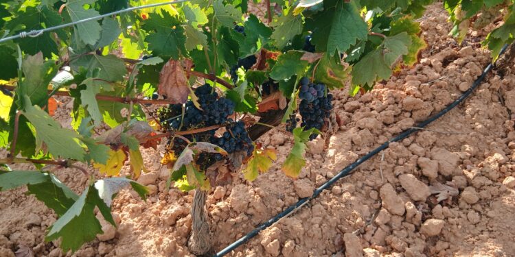 La Unió alerta de la pérdida de más de 5.000 hectáreas de viñedo en la CV y pide ayudas directas para el sector