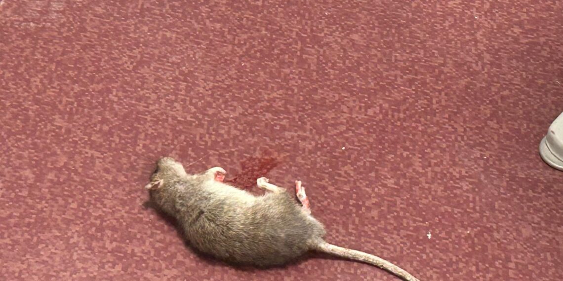 El PSPV denuncia una plaga de ratas y cucarachas en el centro sanitario de la avenida del Cid de Valencia 1 El PSPV denuncia una plaga de ratas y cucarachas en el centro sanitario de la avenida del Cid de Valencia