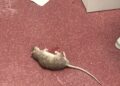 El PSPV denuncia una plaga de ratas y cucarachas en el centro sanitario de la avenida del Cid de Valencia