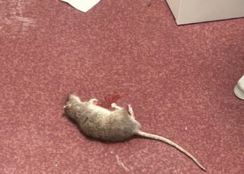 El PSPV denuncia una plaga de ratas y cucarachas en el centro sanitario de la avenida del Cid de Valencia