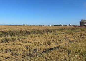 AVA-ASAJA denunciará ante la AICA los contratos de arroz que no cubran los costes de producción