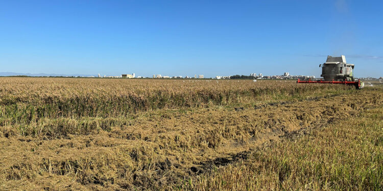 AVA-ASAJA denunciará ante la AICA los contratos de arroz que no cubran los costes de producción 1 AVA-ASAJA denunciará ante la AICA los contratos de arroz que no cubran los costes de producción