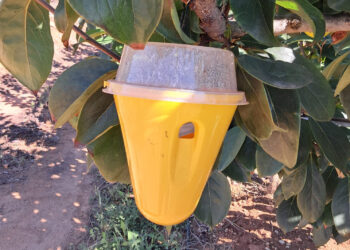 Una oleada de robos de trampas contra la mosca de la fruta amenaza las cosechas de cítricos y caquis en Valéncia
