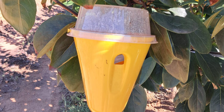 Una oleada de robos de trampas contra la mosca de la fruta amenaza las cosechas de cítricos y caquis en Valéncia