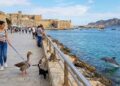 Tan sólo dos organizaciones aportan pruebas sobre las alertas de fauna marina en el Estrecho
