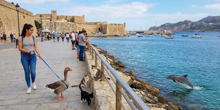 Tan sólo dos organizaciones aportan pruebas sobre las alertas de fauna marina en el Estrecho