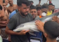 DAUBMA denuncia ante la Guardia Civil la muerte violenta de una cría de delfín mular en Ceuta