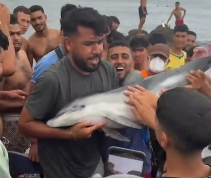 DAUBMA denuncia ante la Guardia Civil la muerte violenta de una cría de delfín mular en Ceuta 1 DAUBMA denuncia ante la Guardia Civil la muerte violenta de una cría de delfín mular en Ceuta