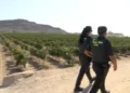 Doscientos agentes vigilan la uva del Vinalopó ante los robos y los fraudes a agricultores