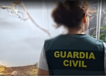 Intervienen 209 reptiles y detienen a tres personas en el Alto Palancia por tráfico de especies protegidas