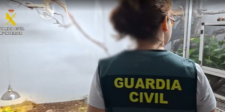 Intervienen 209 reptiles y detienen a tres personas en el Alto Palancia por tráfico de especies protegidas