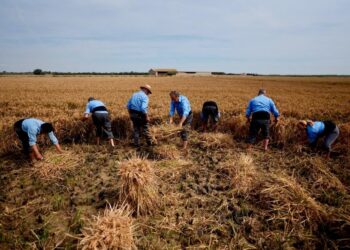 La Fiesta de la Siega reúne a más de 4.000 personas en una jornada dedicada al arroz y la tradición en el Port de Catarroja 14 La Fiesta de la Siega reúne a más de 4.000 personas en una jornada dedicada al arroz y la tradición en el Port de Catarroja