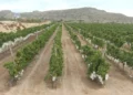 Arranca la campaña de la Uva de Mesa del Vinalopó con el corte del primer racimo en Agosto 11 uva vinalopo