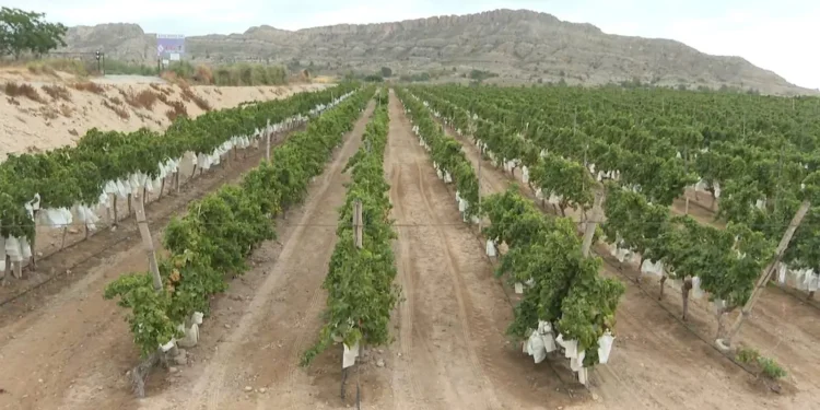 Arranca la campaña de la Uva de Mesa del Vinalopó con el corte del primer racimo en Agosto 1 uva vinalopo
