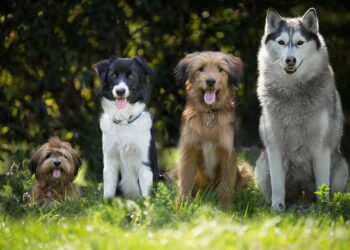 Valencia celebra este sábado la Feria de los Animales en el Jardín del Turia con exhibiciones, adopciones y actividades familiares 14 Valencia celebra este sábado la Feria de los Animales en el Jardín del Turia con exhibiciones, adopciones y actividades familiares