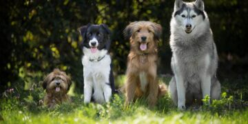Valencia celebra este sábado la Feria de los Animales en el Jardín del Turia con exhibiciones, adopciones y actividades familiares