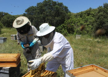 La UNIÓ alerta de una caída superior al 40 % en la producción de miel por la sequía y la presión del abejaruco