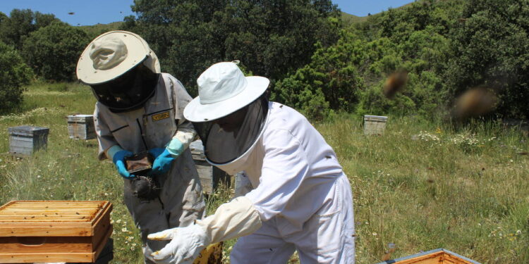 La UNIÓ alerta de una caída superior al 40 % en la producción de miel por la sequía y la presión del abejaruco 1 La UNIÓ alerta de una caída superior al 40 % en la producción de miel por la sequía y la presión del abejaruco