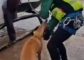 Los animales siguen sin un protocolo en situaciones de emergencia 