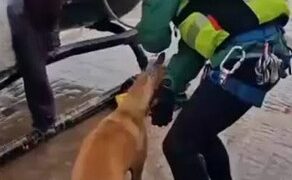Los animales siguen sin un protocolo en situaciones de emergencia 