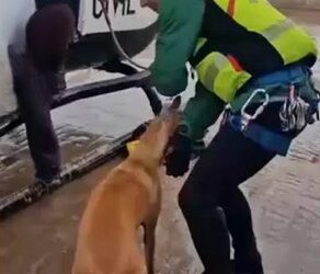 Los animales siguen sin un protocolo en situaciones de emergencia 