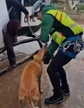 Los animales siguen sin un protocolo en situaciones de emergencia 1 Los animales siguen sin un protocolo en situaciones de emergencia